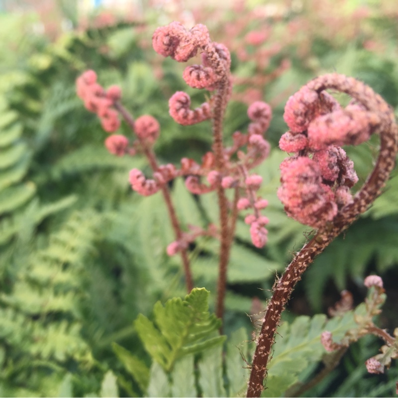 Plant image Dryopteris Erythrosora