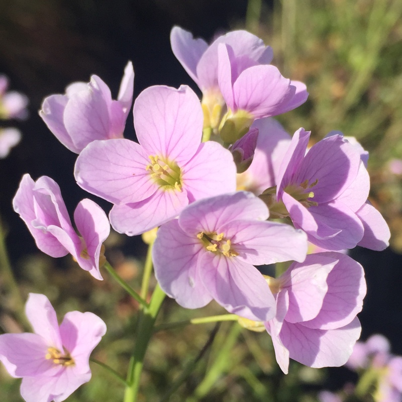 Cardamine pratensis