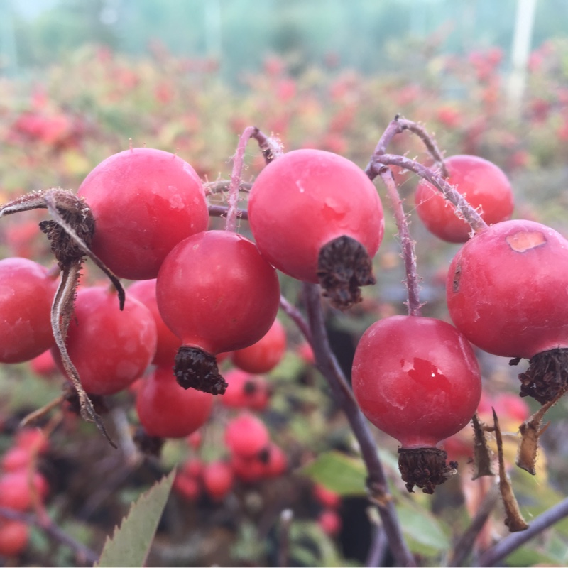 Plant image Rosa glauca syn. Rosa rubrifolia, Rosa ferruginea