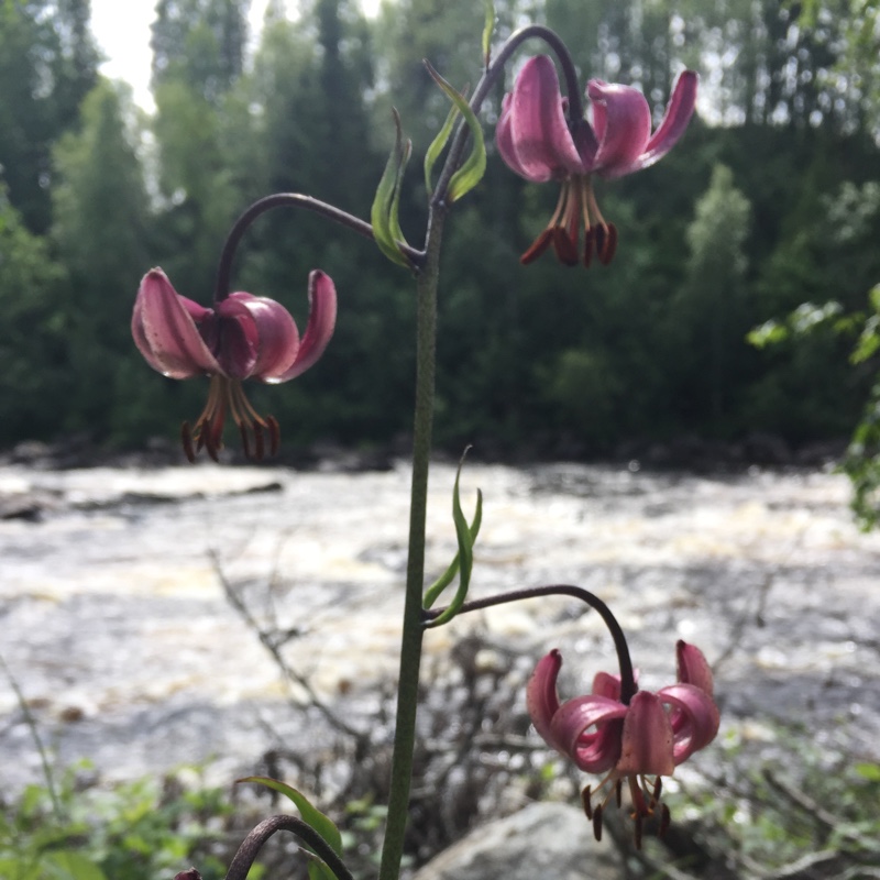 Plant image Lilium martagon