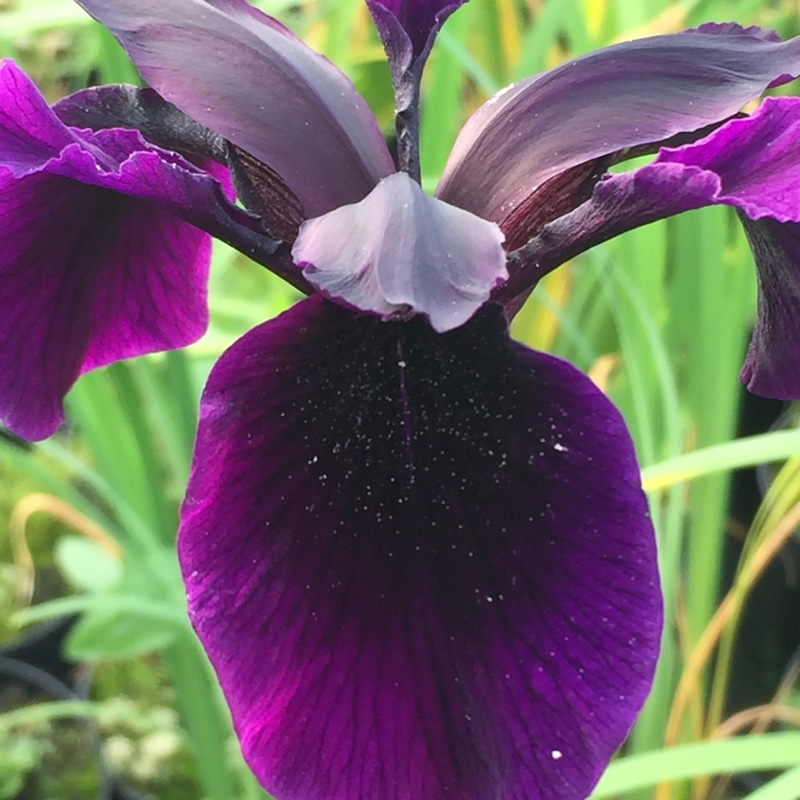 Plant image Iris chrysographes Black-Flowered syn. Iris chrysographes Black-form