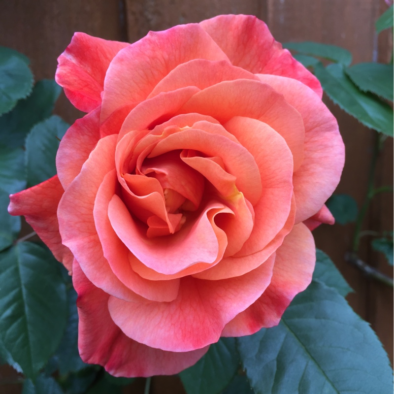 Plant image Rosa 'Westerland'