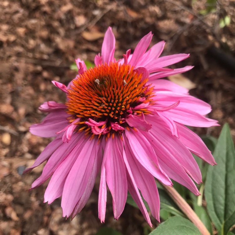 Plant image Echinacea purpurea 'Doubledecker' syn. Echinacea 'Doppelganger'