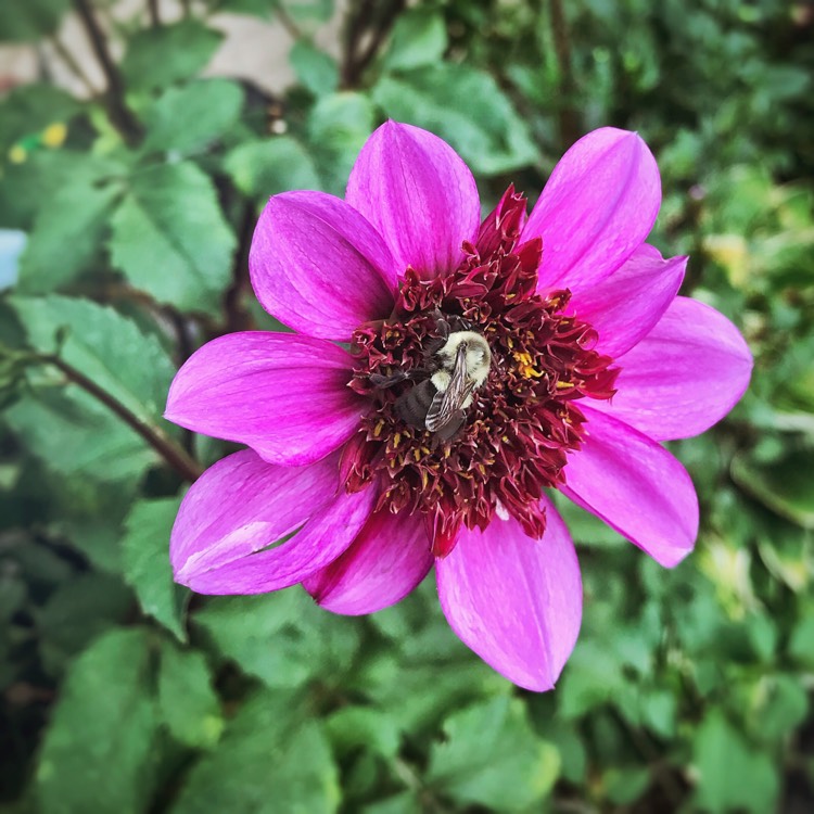 Plant image Dahlia 'Bayou' syn. Dahlia 'Blue Bayou'