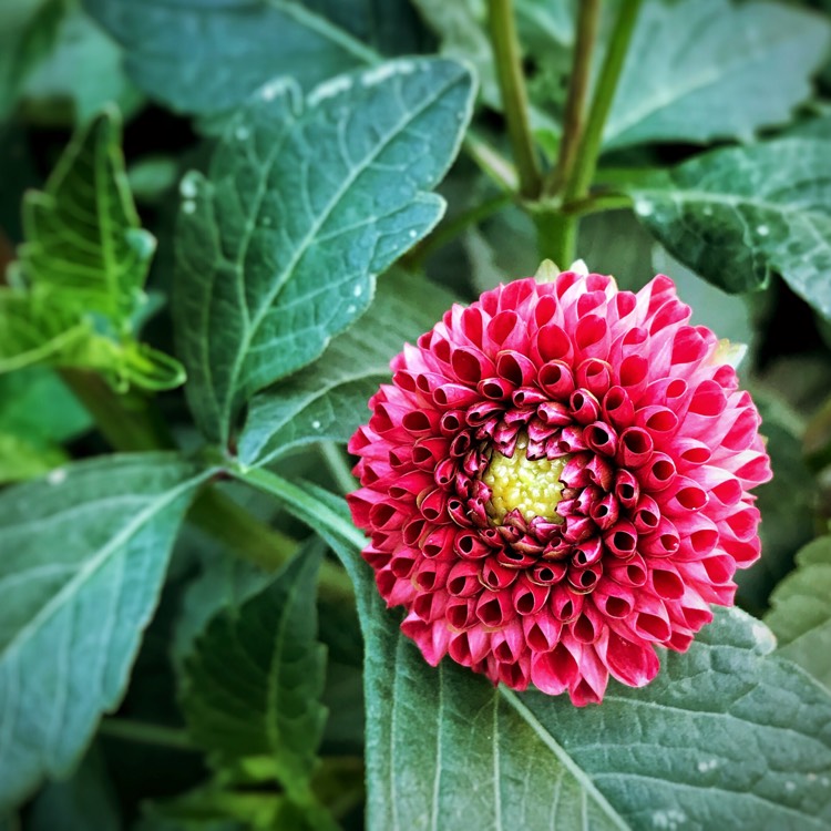 Plant image Dahlia 'Nescio'