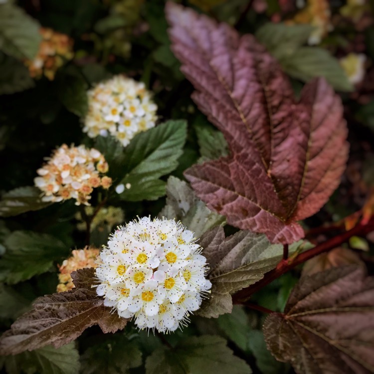 Plant image Physocarpus opulifolius 'Seward' syn. Physocarpus opulifolius 'Summer Wine'