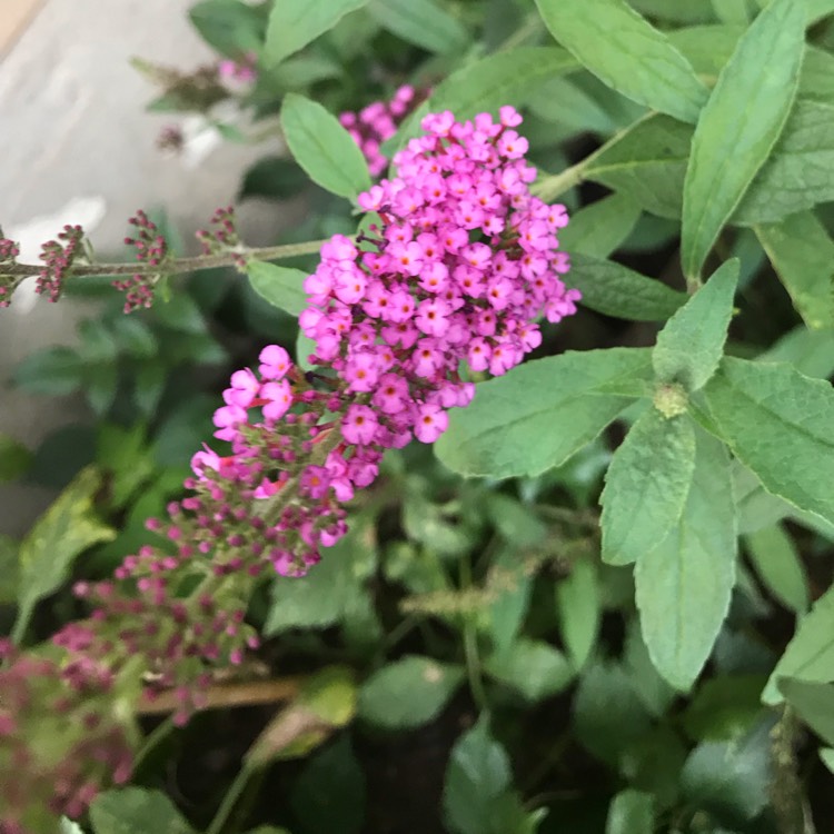 Plant image Buddleja 'Miss Molly'