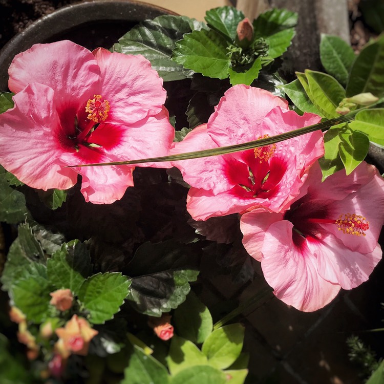 Plant image Hibiscus moscheutos 'Balhibpsw' (Luna Series) syn. Hibiscus moscheutos 'Luna Pink Swirl'