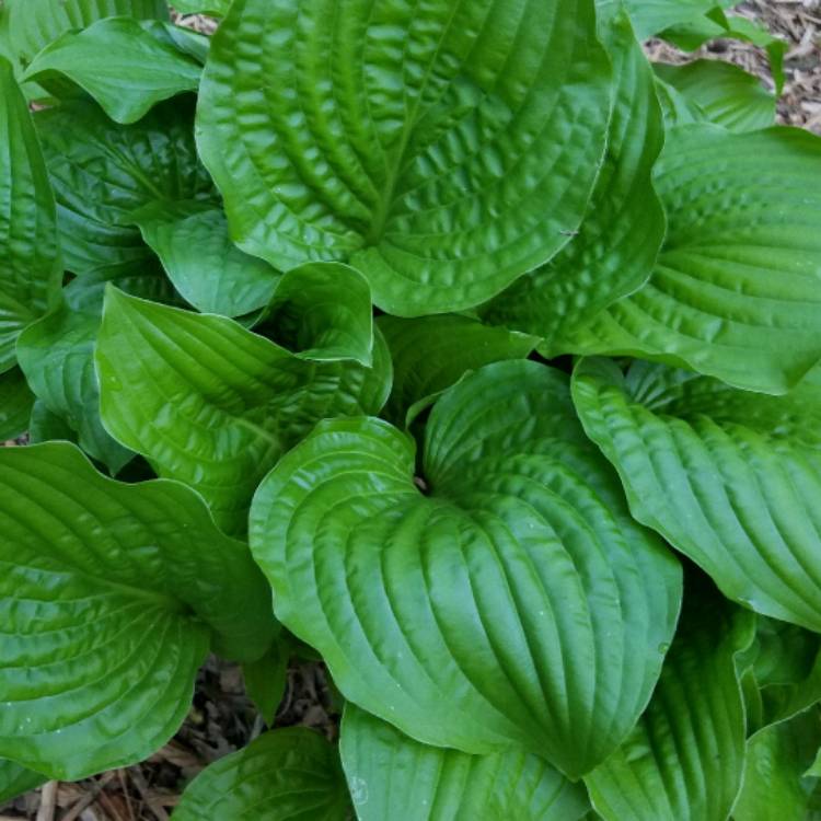 Plant image Hosta 'Captain Kirk'