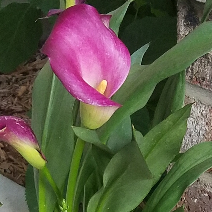 Plant image Zantedeschia 'Pink Puppy'