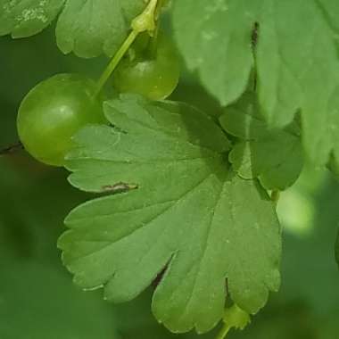 Gooseberry