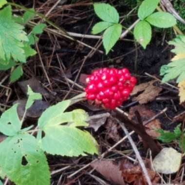 Jack-in-the-pulpit