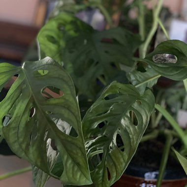 Adanson's Monstera