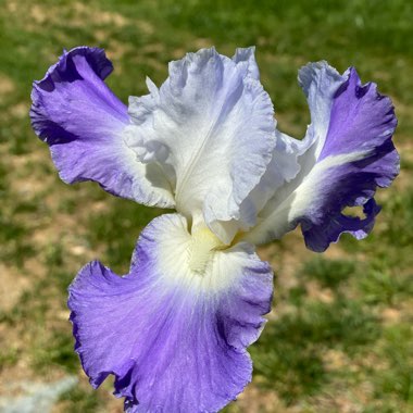 Bearded Iris