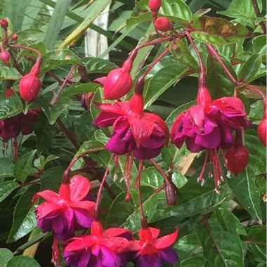 Fuchsia