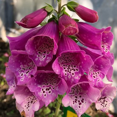 Digitalis purpurea 'Dalmatian Purple'