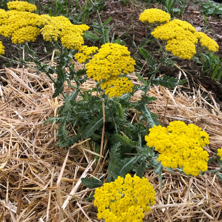 Plant image Achillea 'Moonshine'