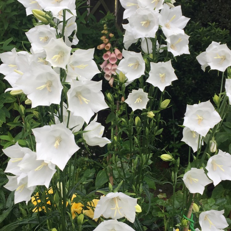 Plant image Campanula persicifolia 'Bells White'