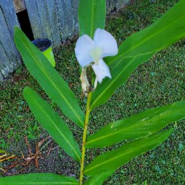 Hedychium coronarium