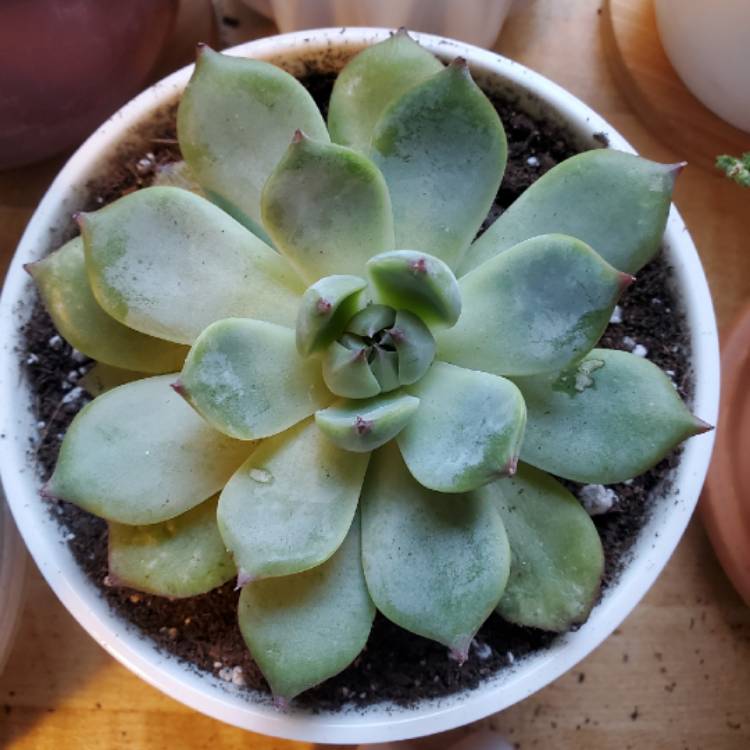 Plant image Echeveria Colorata Ice