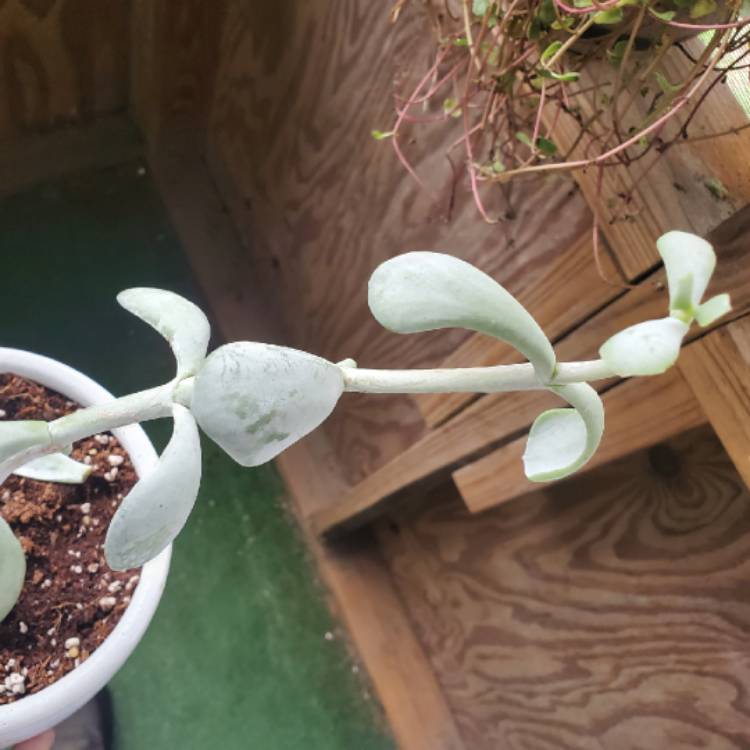 Plant image Cotyledon orbiculata 'Silver Waves'