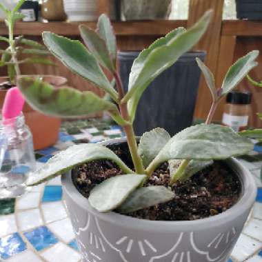 Kalanchoe Humilis