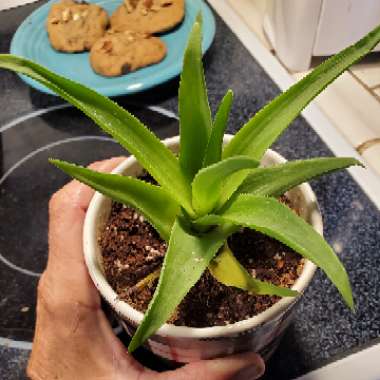 Aloe Ciliaris