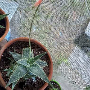 Aloe 'Christmas Carol'