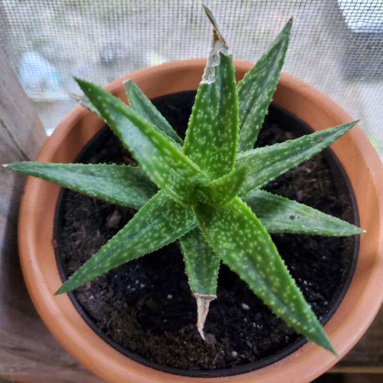 Plant image x Gasteraloe 'Green Gold'