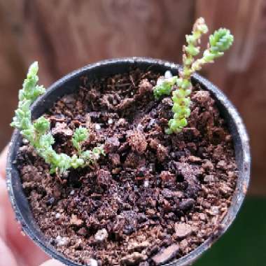 Crassula muscosa