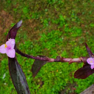 Tradescantia pallida 'Purpurea' syn. Tradescantia pallida 'Purple Heart'