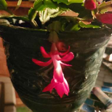 Schlumbergera truncata