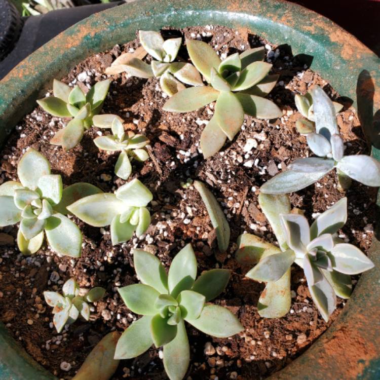 Plant image Graptopetalum Paraguayense subsp. Paraguayense Variegata