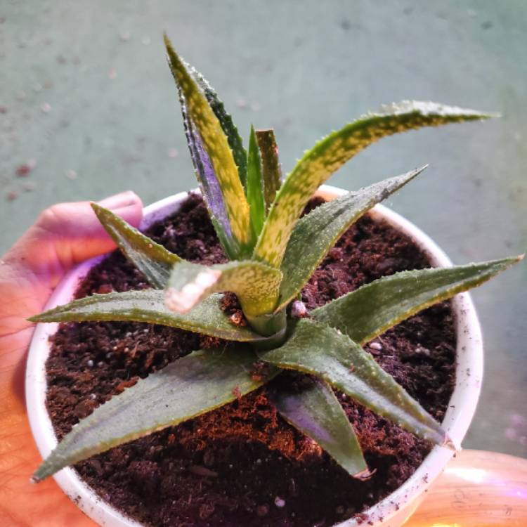 Plant image x Gasteraloe 'Green Gold'