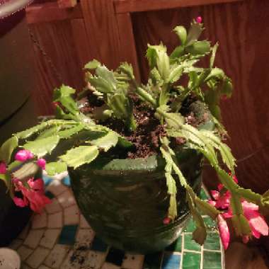 Zygocactus,Thanksgiving Cactus