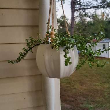 variegated elephant bush