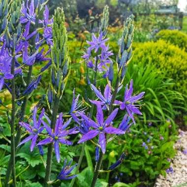 Camassia