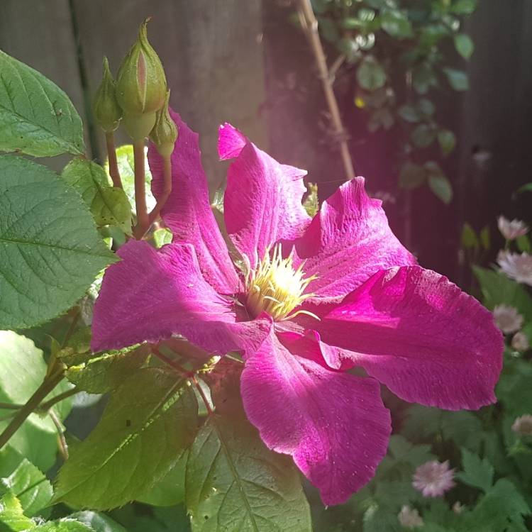 Plant image Clematis 'Niobe'