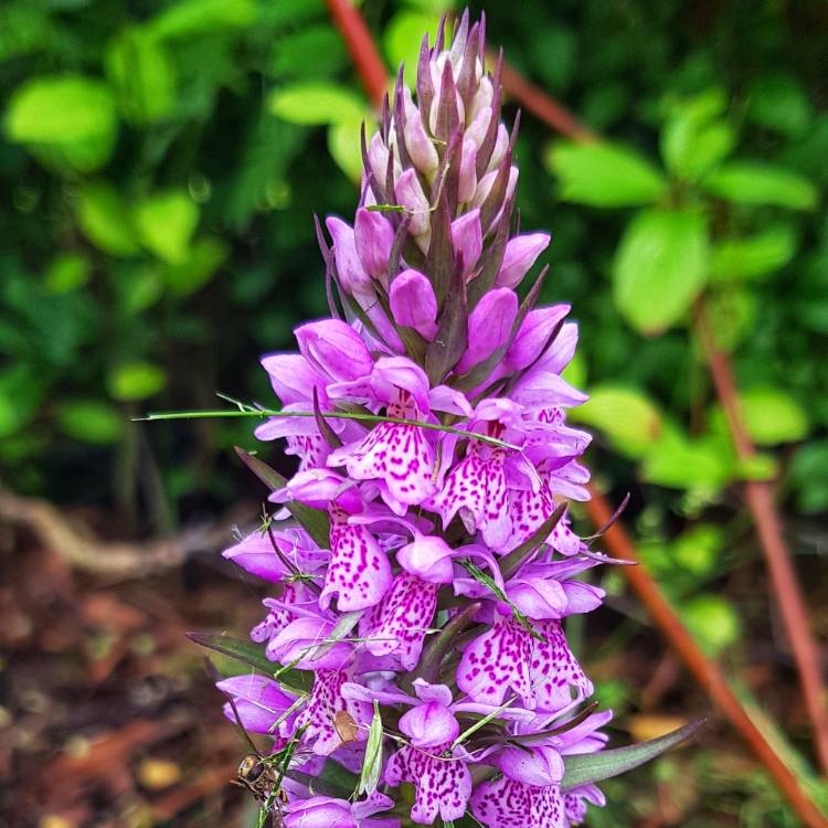 Plant image Dactylorhiza x grandis