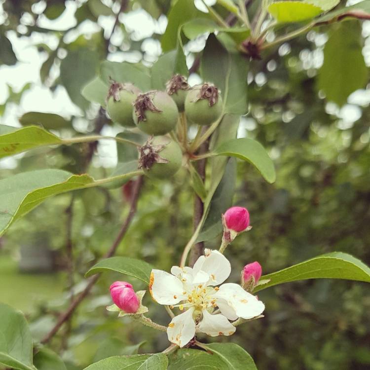 Plant image Malus 'Gorgeous'