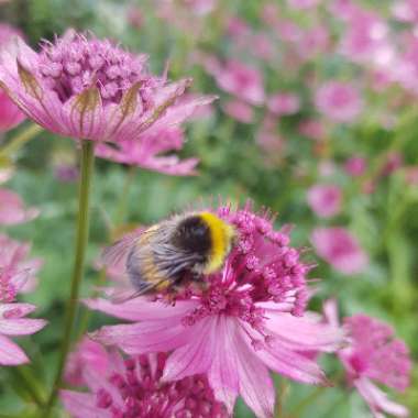 Astrantia 'Roma' syn. Astrantia major 'Roma'