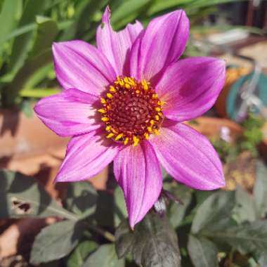 Dahlia