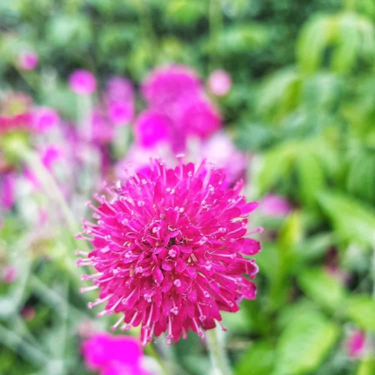 Plant image Knautia macedonica