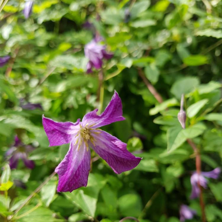 Plant image Clematis viticella