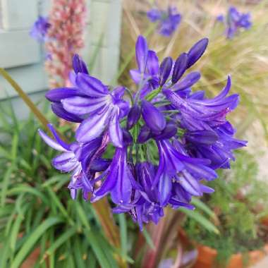 Agapanthus