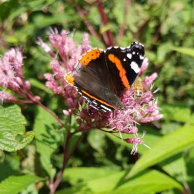 Eupatorium