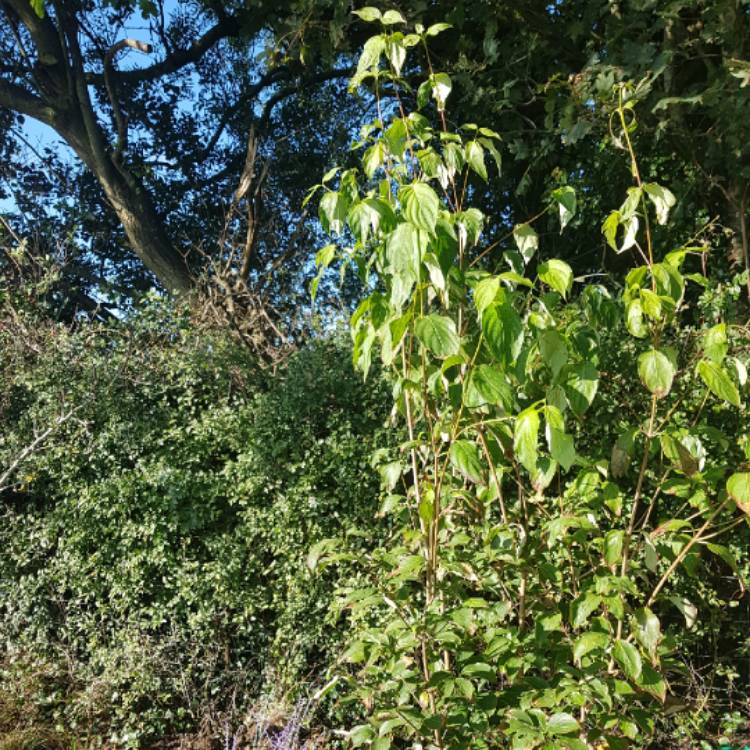 Plant image Cornus kousa 'China Girl'