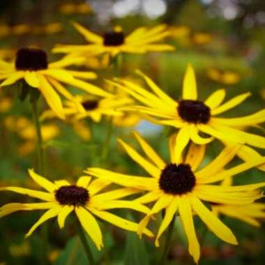 Rudbeckia