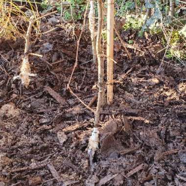 Carpinus betulus 'Rockhampton Red'