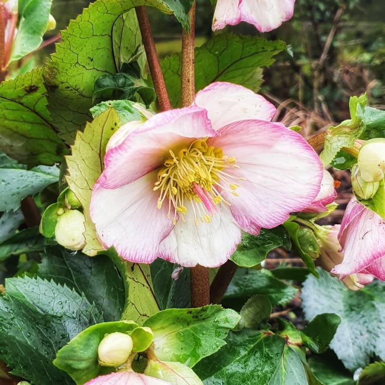 Plant image Helleborus x hybridus 'Harvington Picotee'